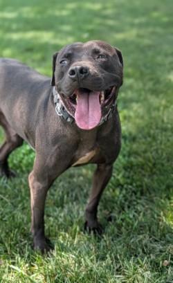 Maverick, a Adoptable mixed breed in Hamilton, NJ image 2/3