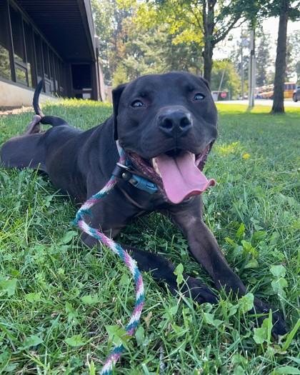 Maverick, a Adoptable mixed breed in Hamilton, NJ image 3/3