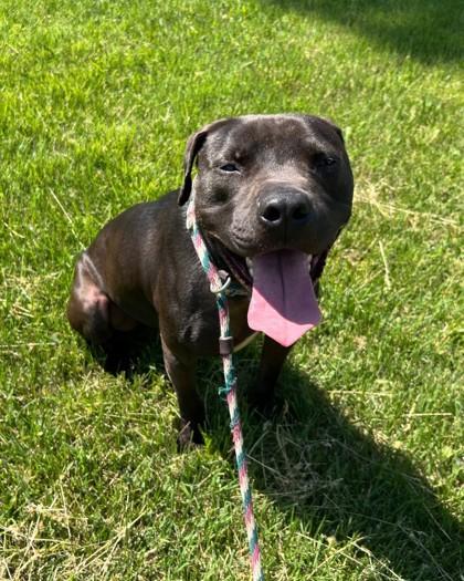 Enlarge Maverick, a Adoptable mixed breed in Hamilton, NJ image 3/3