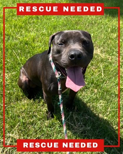 Maverick, a Adoptable mixed breed in Hamilton, NJ image 3/3