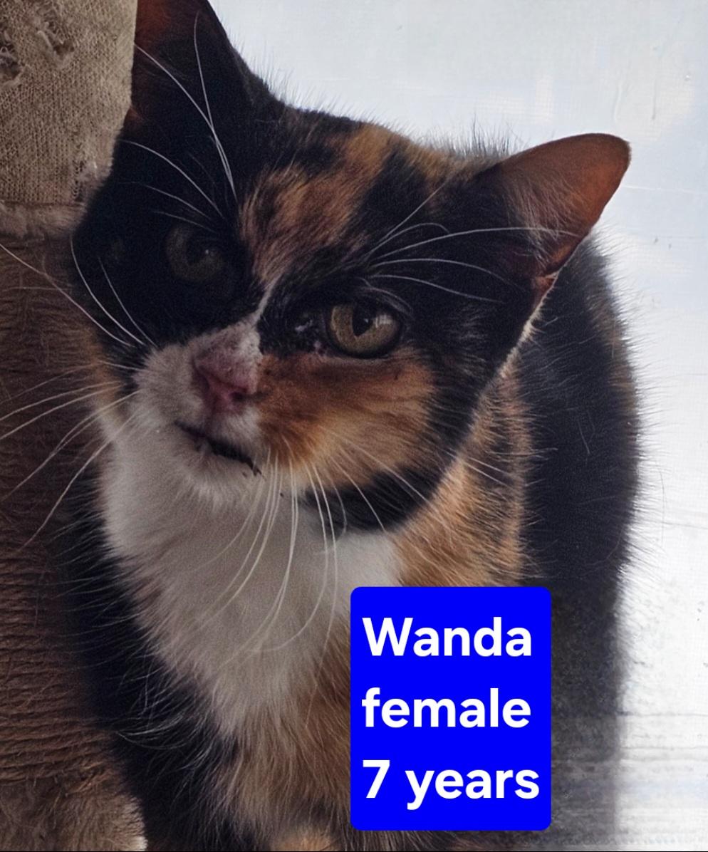 Enlarge Wanda, a Adoptable Domestic Short Hair in Greensburg, PA image 1/1