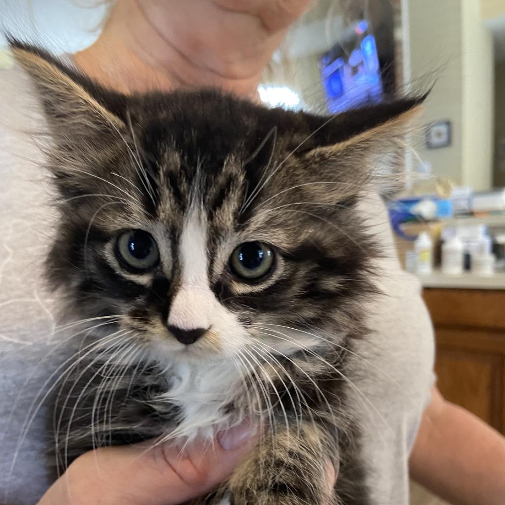 Brynly, Adoptable, Kitten Female Domestic Short Hair.