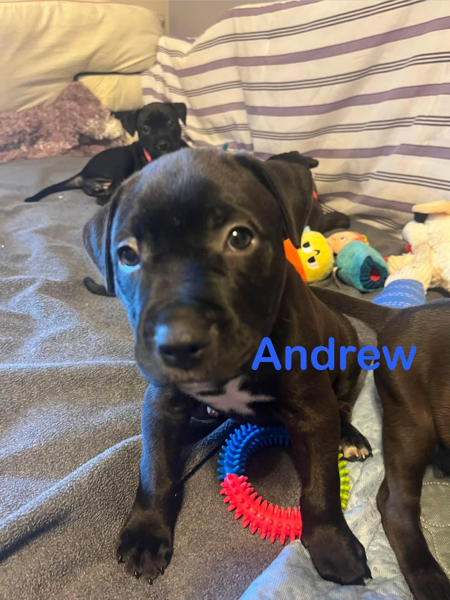 Andrew, Adoptable, Puppy Male Pit Bull Terrier.