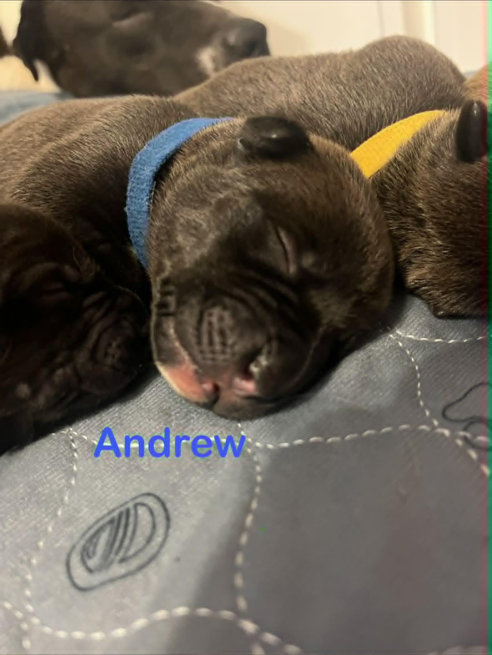 Enlarge Andrew, a Adoptable mixed breed in St. Clair Shores, MI image 2/4
