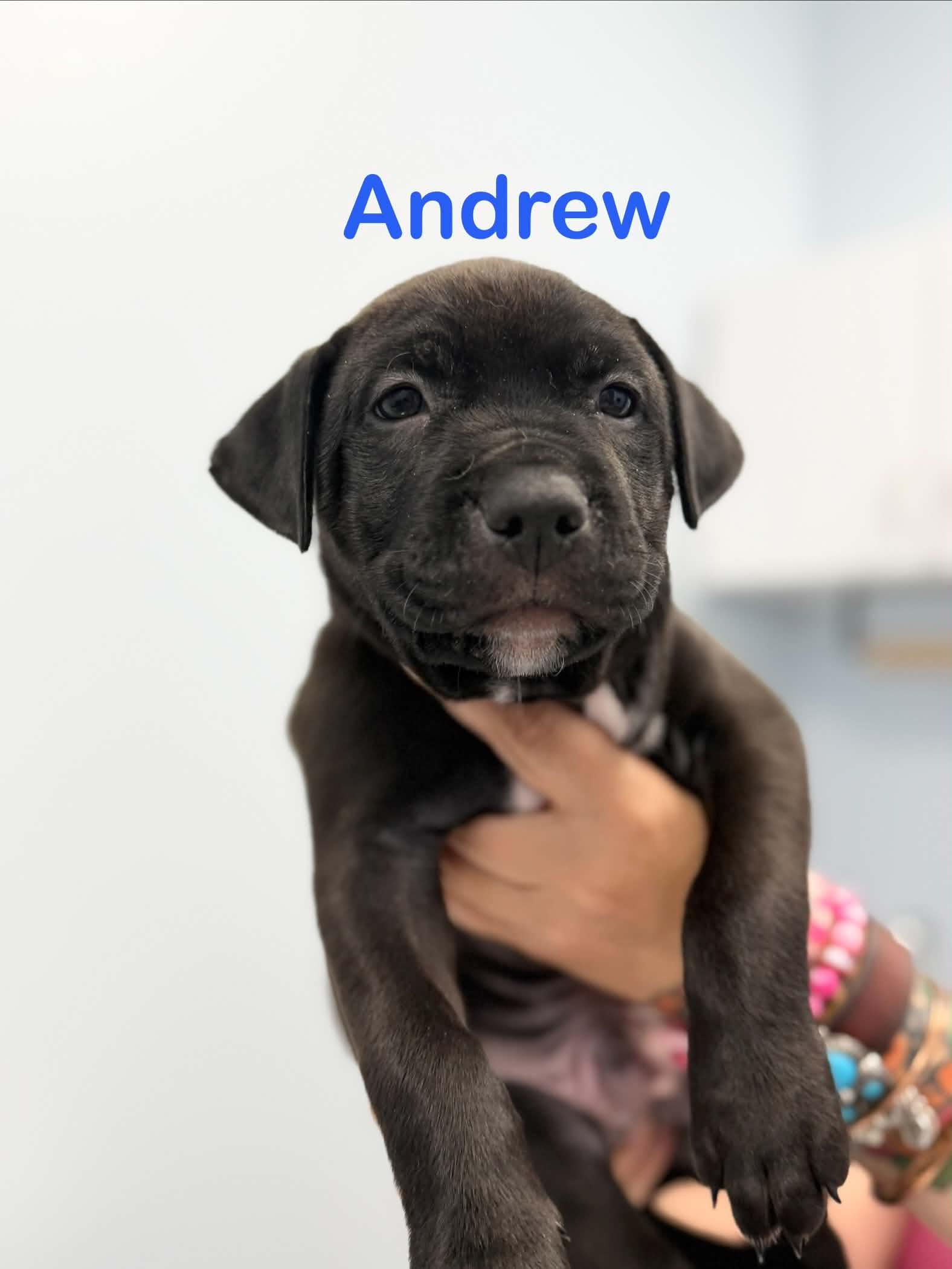 Enlarge Andrew, a Adoptable mixed breed in St. Clair Shores, MI image 3/4