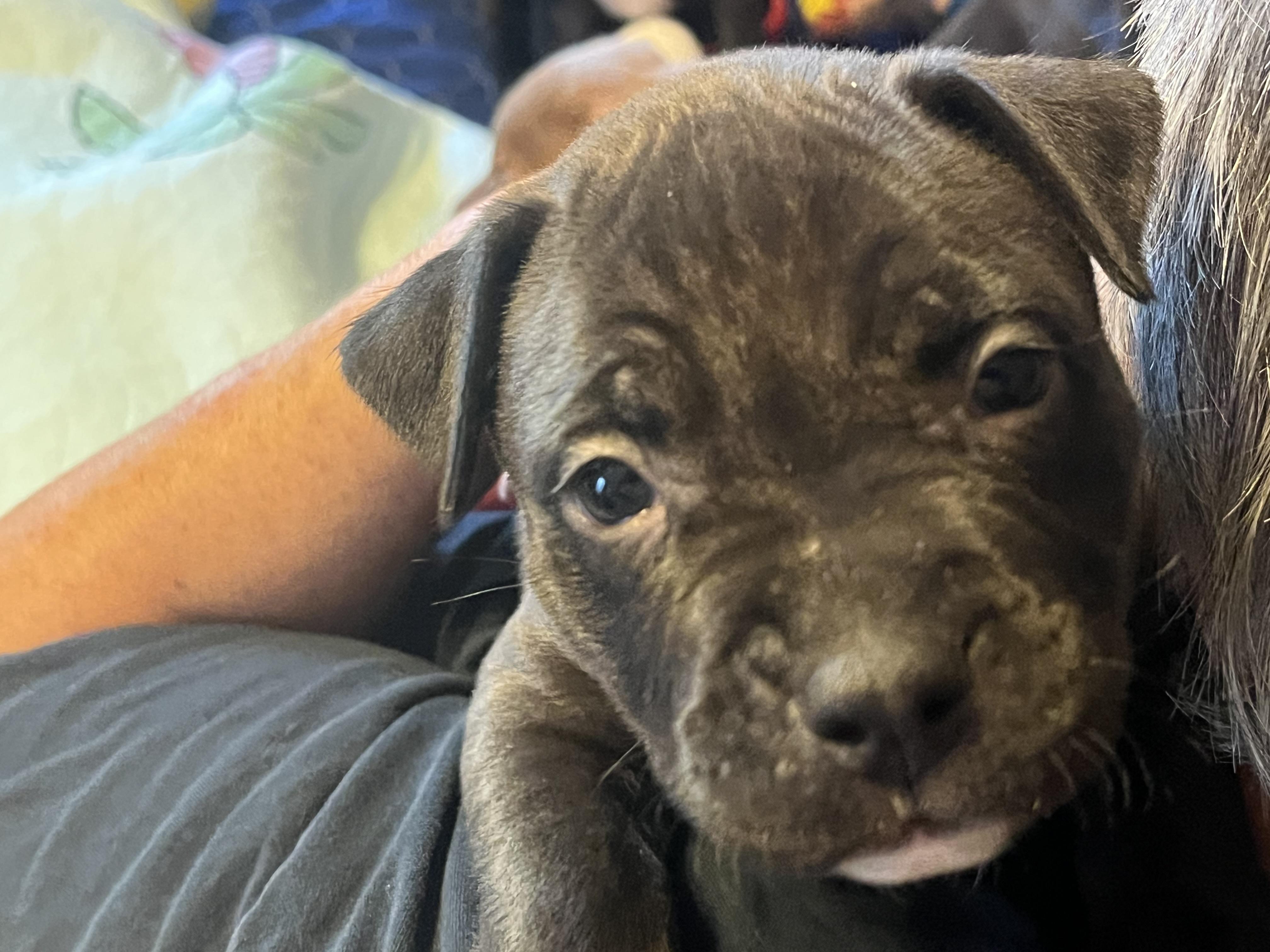 Enlarge Andrew, a Adoptable mixed breed in St. Clair Shores, MI image 4/4
