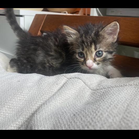 Heimdall — thumbnail 2