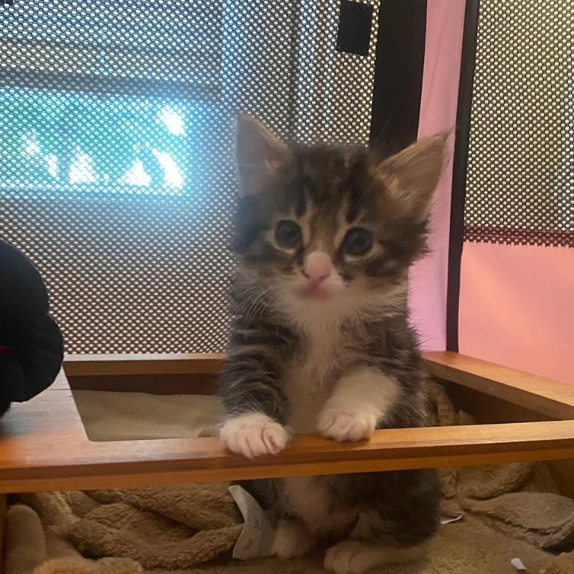 Heimdall — thumbnail 4