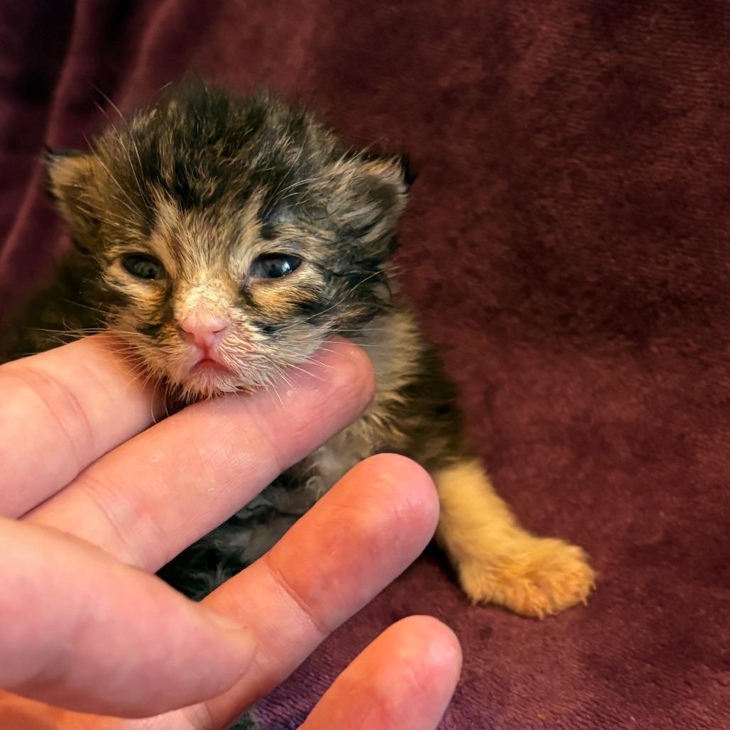 Heimdall — thumbnail 5