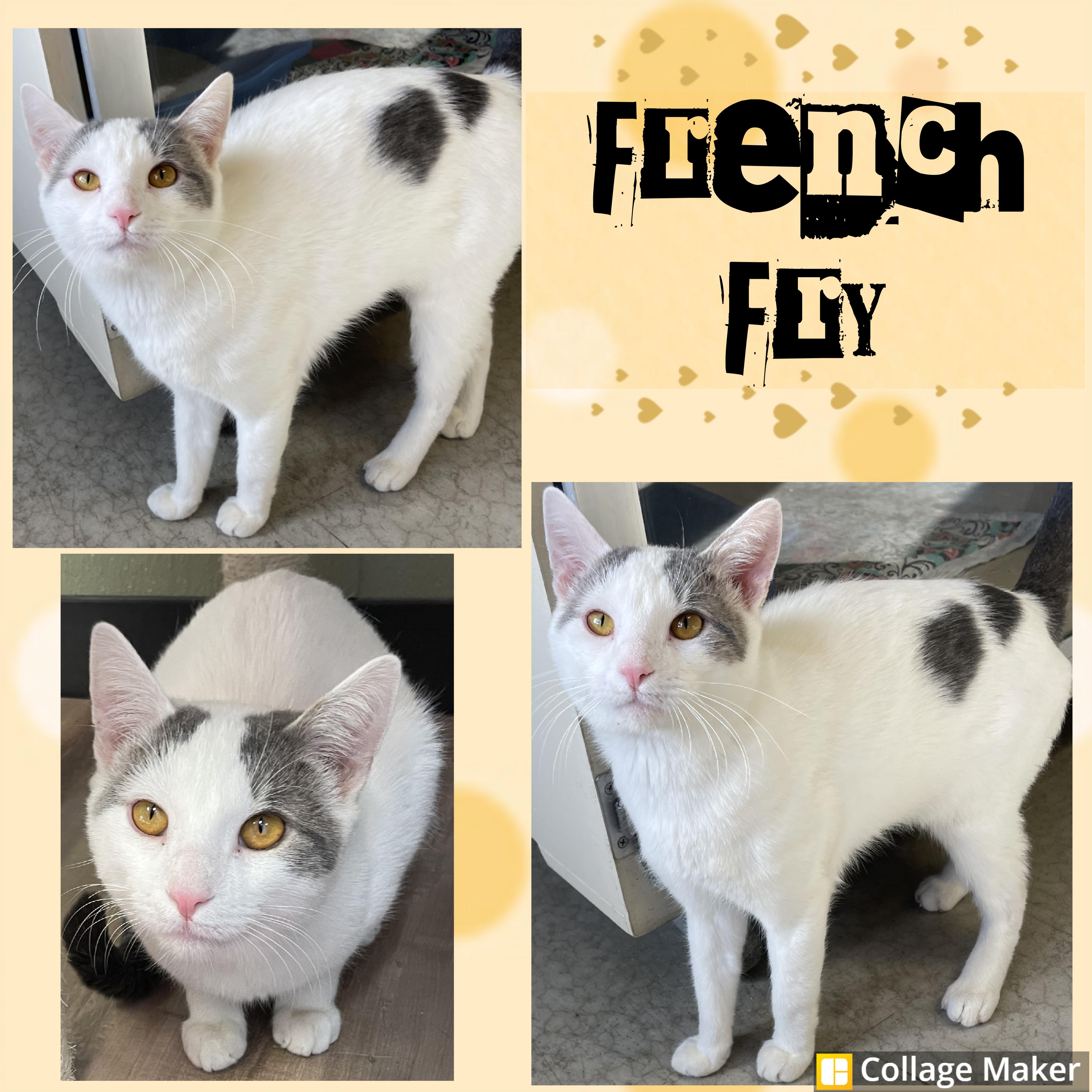 Enlarge French Fry, an adopted mixed breed in Clearfield, PA image 1/1