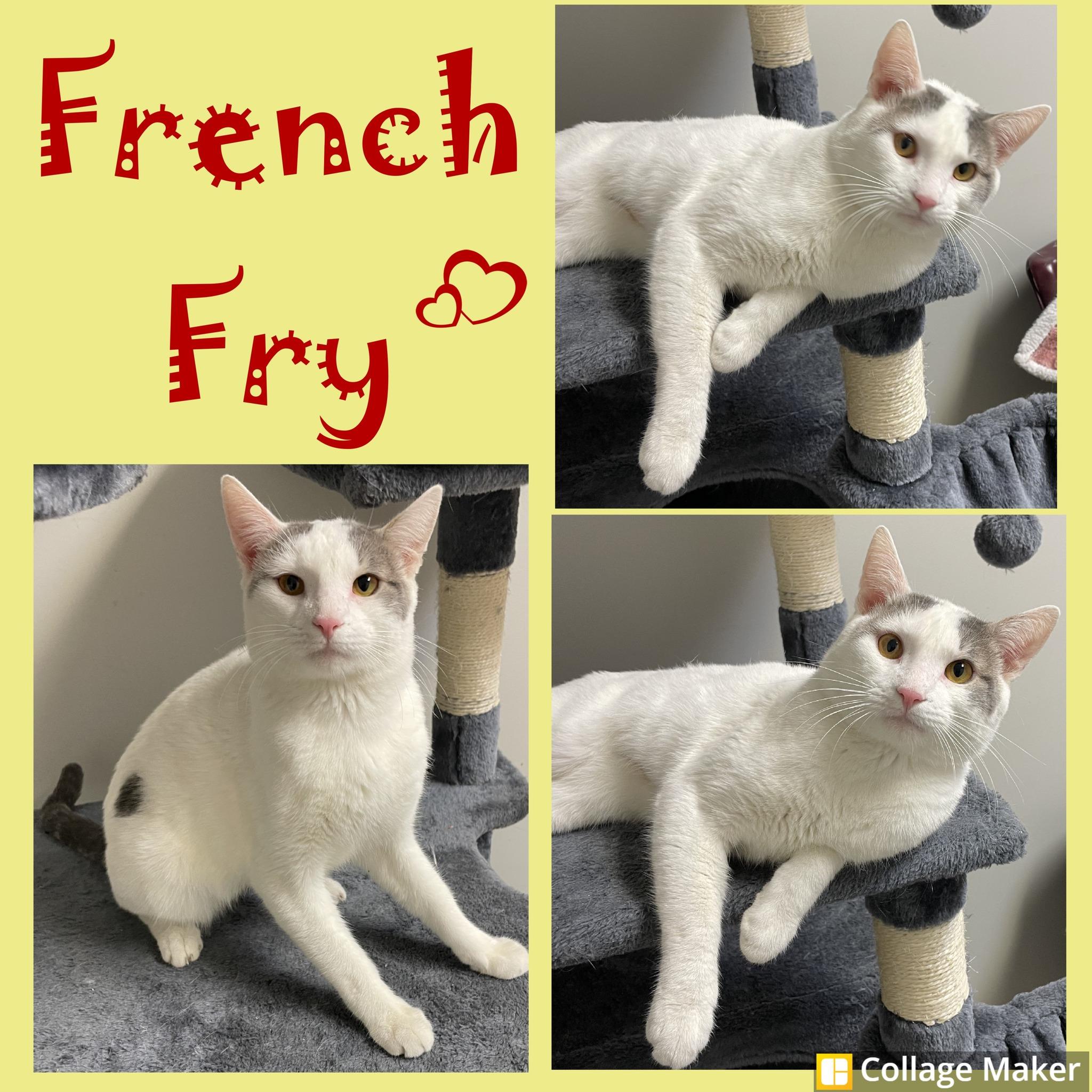 Enlarge French Fry, a ADOPTABLE mixed breed in Clearfield, PA image 1/1