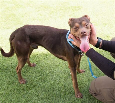 Enlarge LITTLE ONE, a Adoptable mixed breed in Santa Monica, CA image 1/1