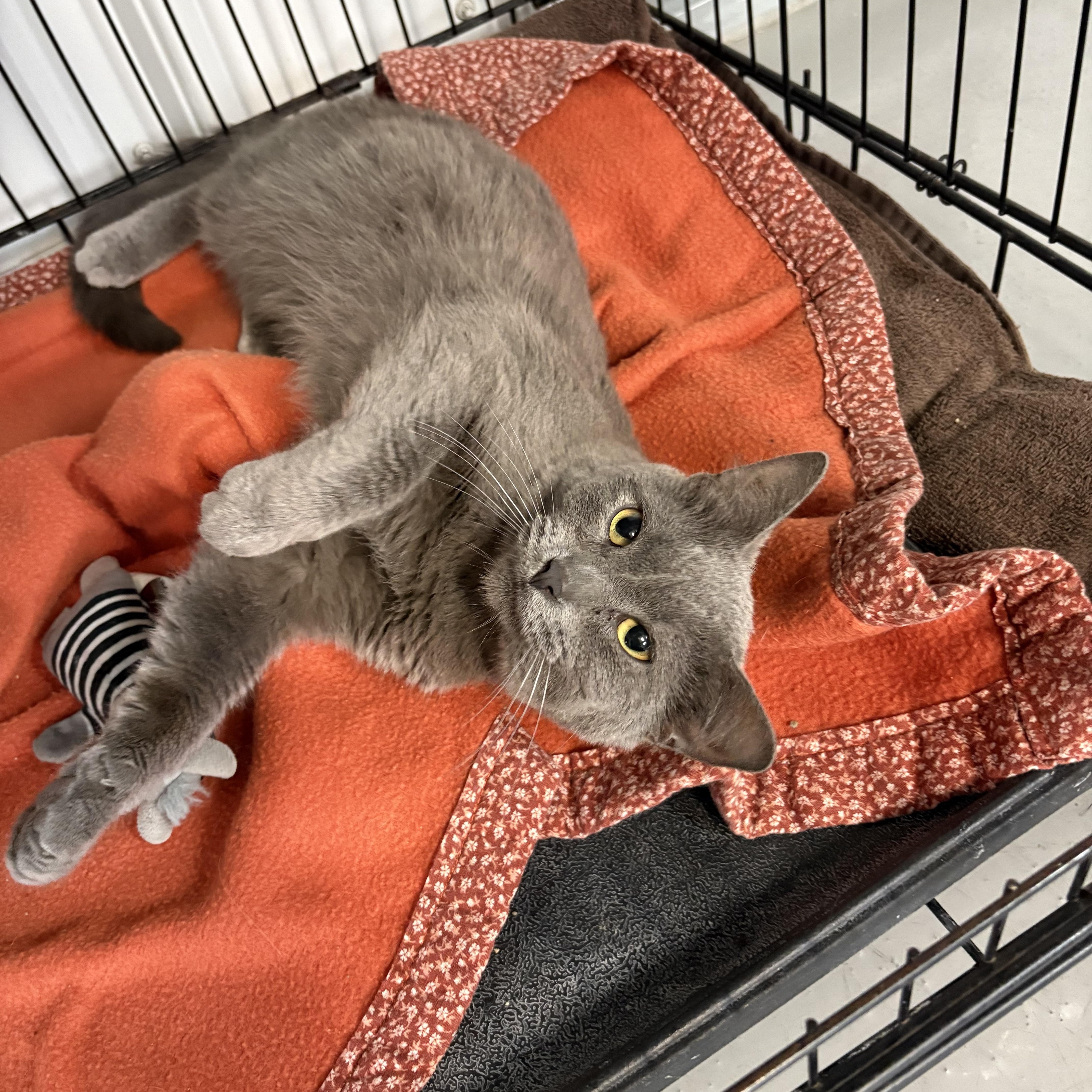 Hangry, ADOPTABLE, Adult Male American Shorthair.