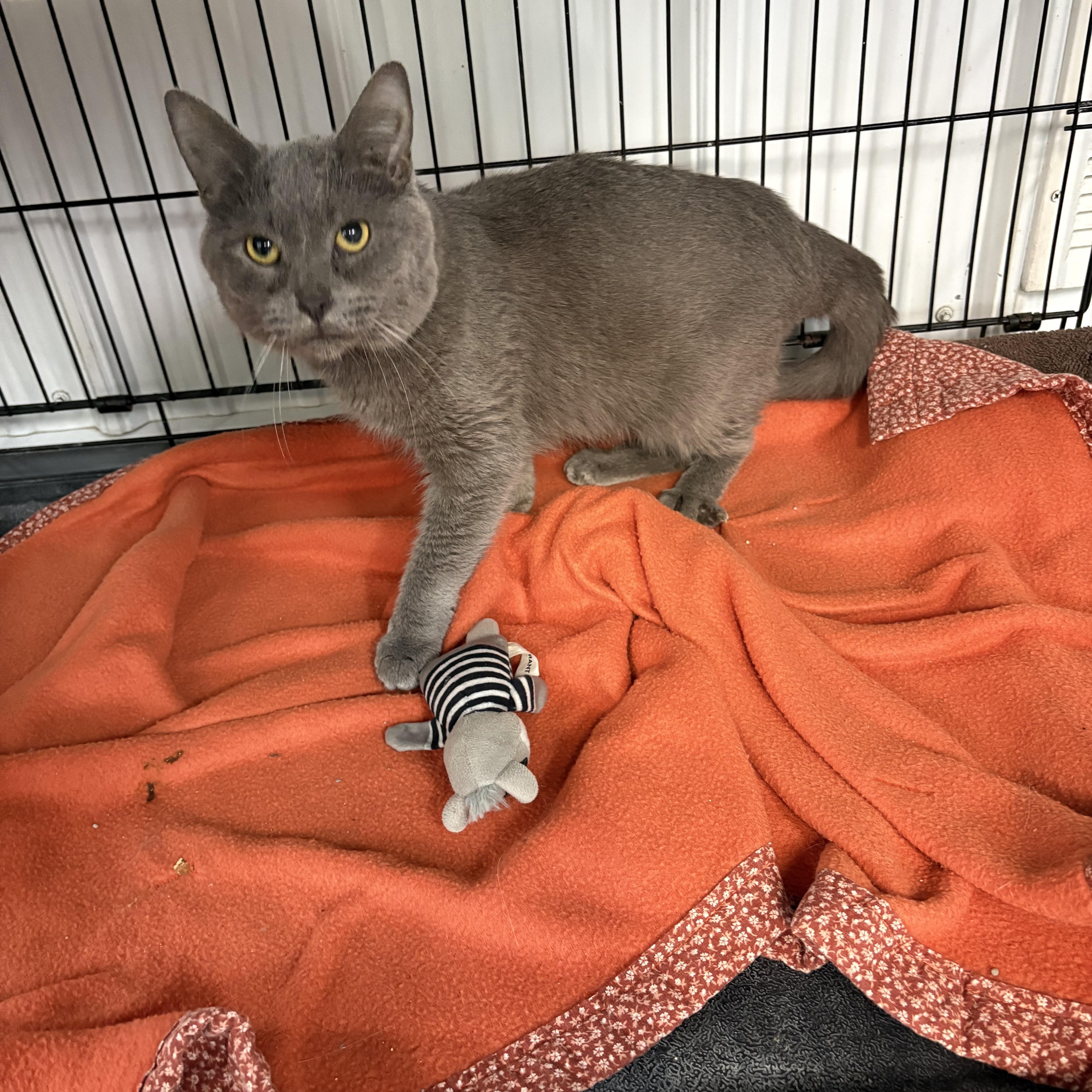 Enlarge Hangry, a ADOPTABLE American Shorthair in Big Rapids, MI image 3/3