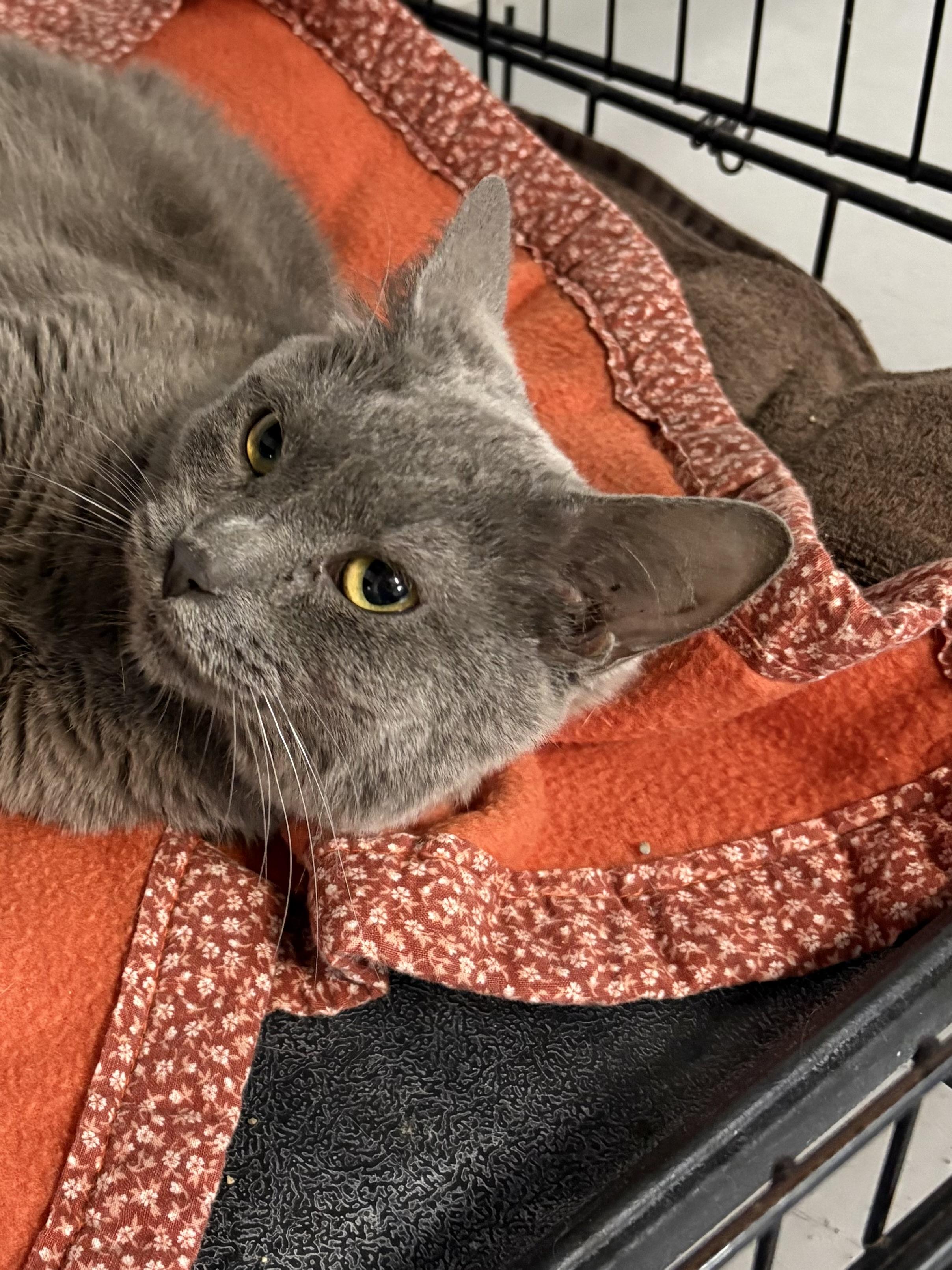 Enlarge Hangry, a ADOPTABLE American Shorthair in Big Rapids, MI image 2/3