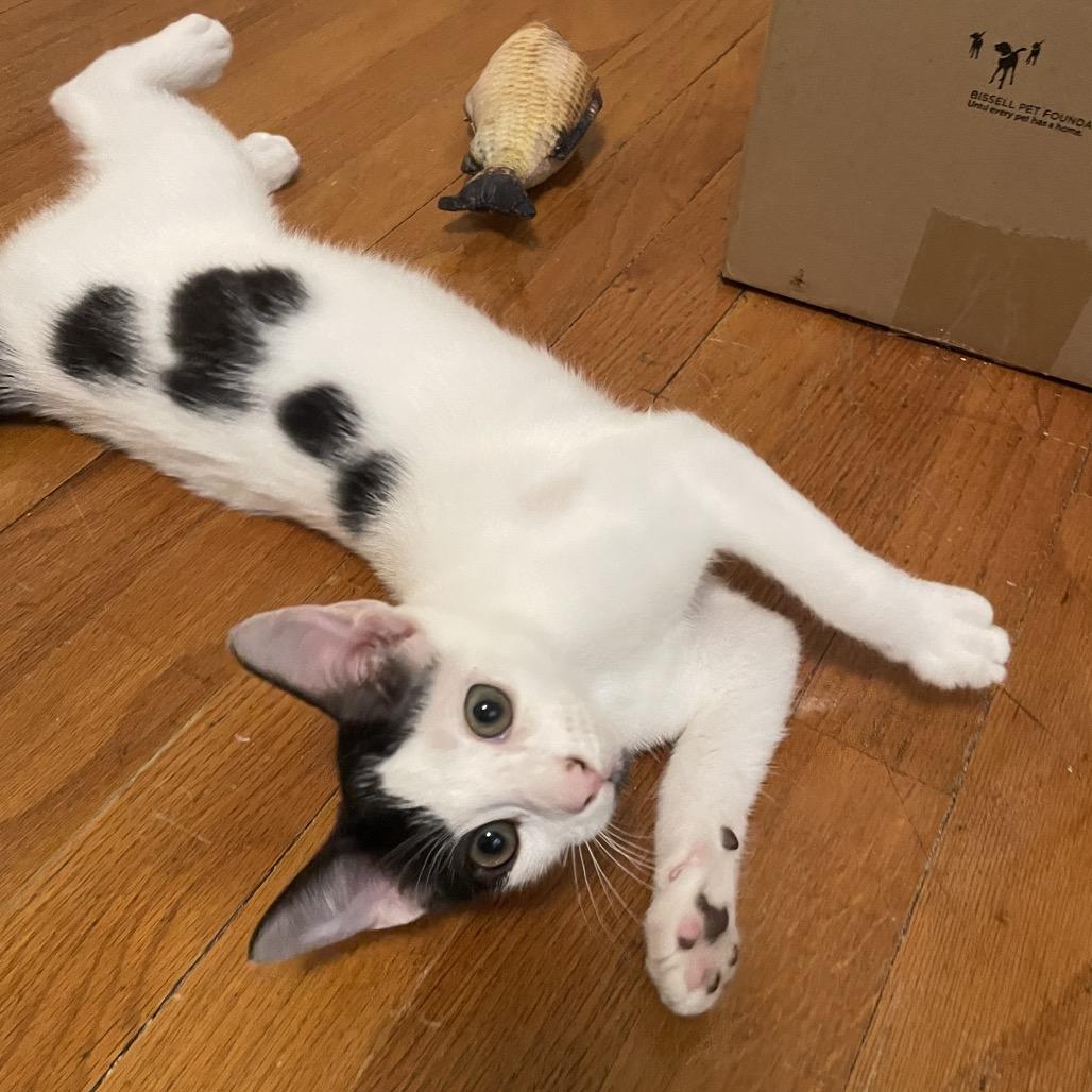 Angie, Adoptable, Young Female Domestic Short Hair.