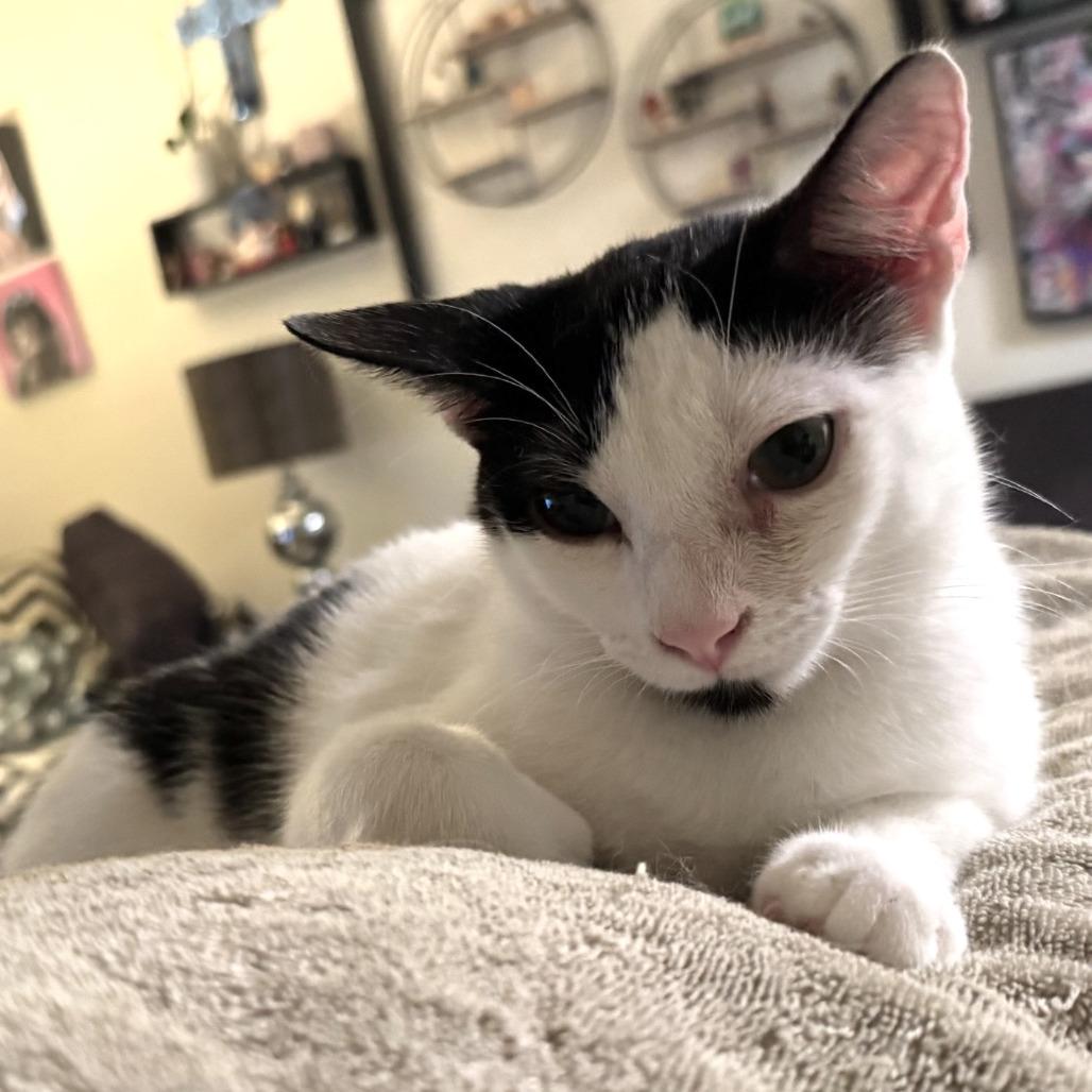 Enlarge Angie, a Adoptable Domestic Short Hair in Houston, TX image 2/4