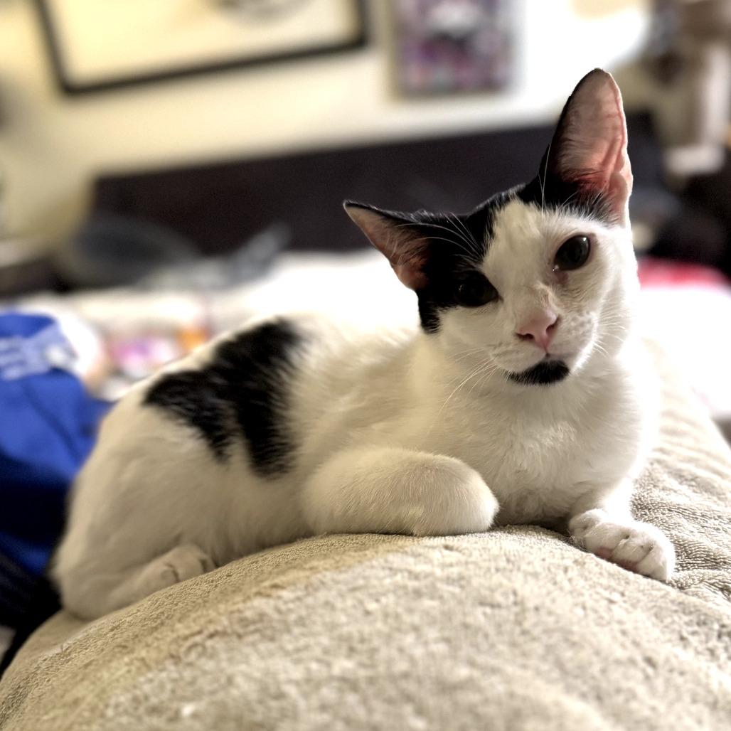 Enlarge Angie, a Adoptable Domestic Short Hair in Houston, TX image 3/4