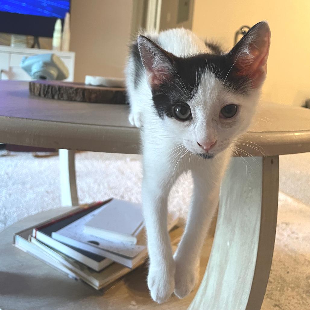 Enlarge Angie, a Adoptable Domestic Short Hair in Houston, TX image 4/4