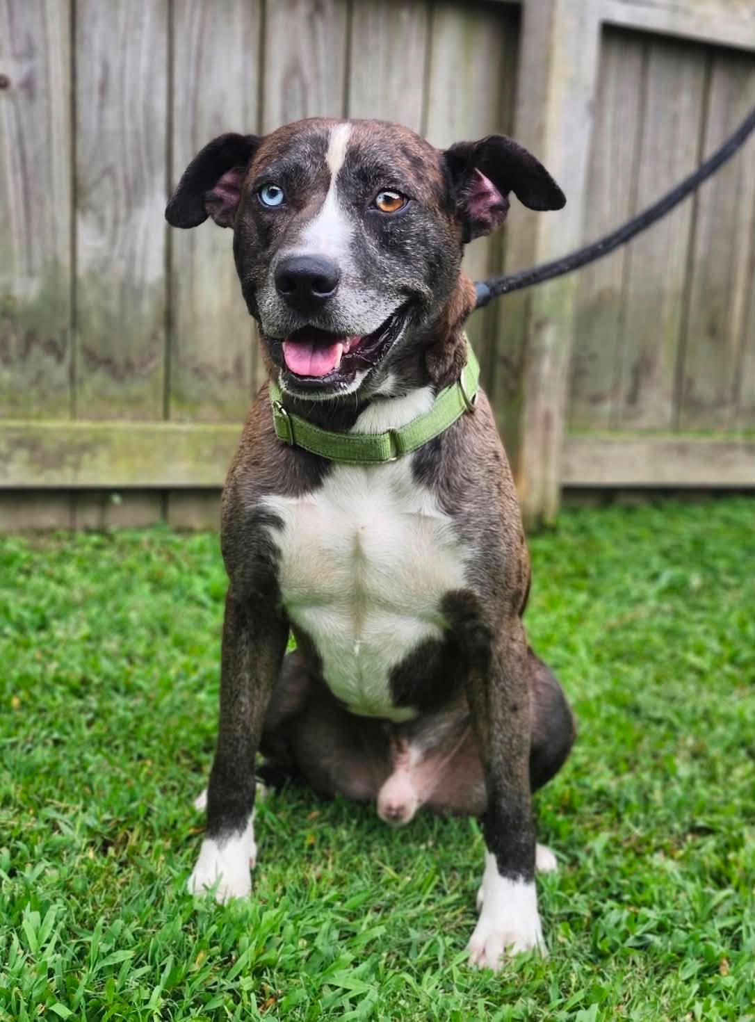 Enlarge Luke, an adopted mixed breed in Sheboygan, WI image 5/6