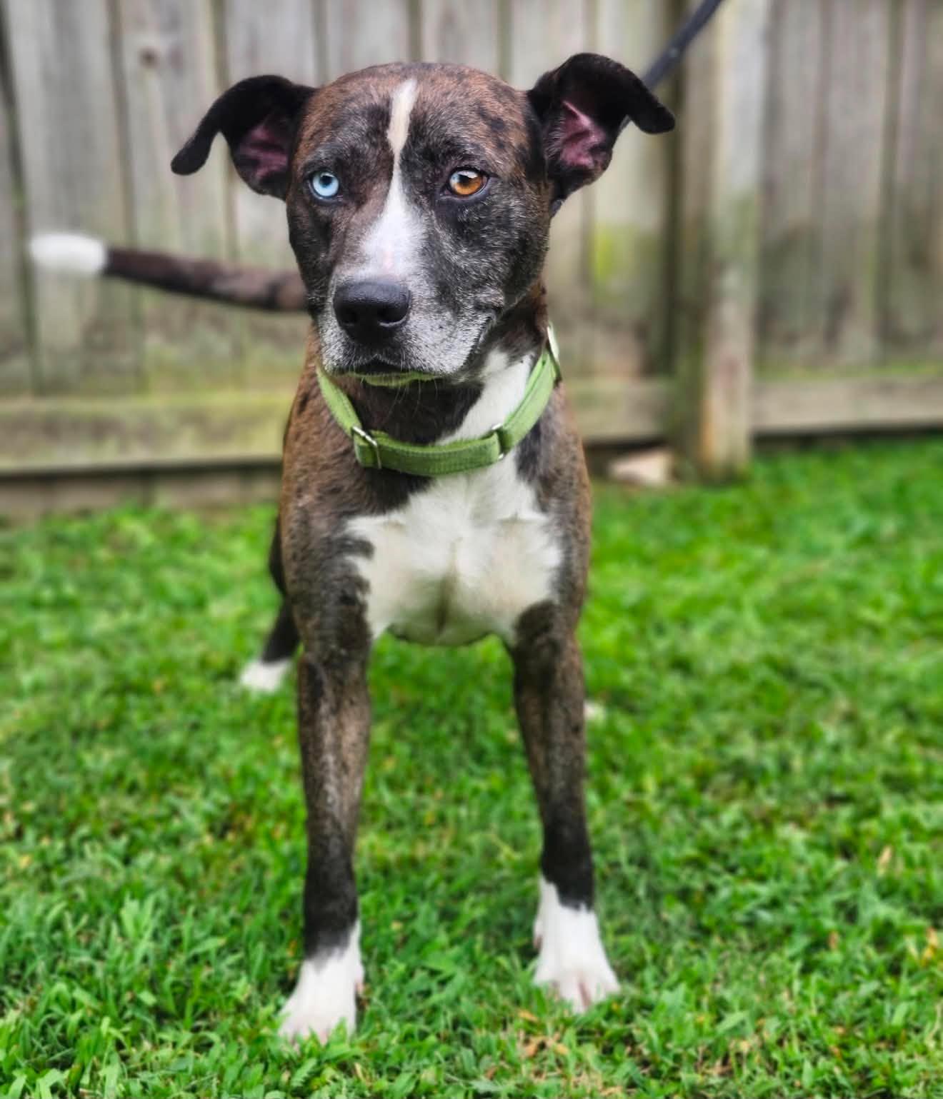 Enlarge Luke, an adopted mixed breed in Sheboygan, WI image 2/6