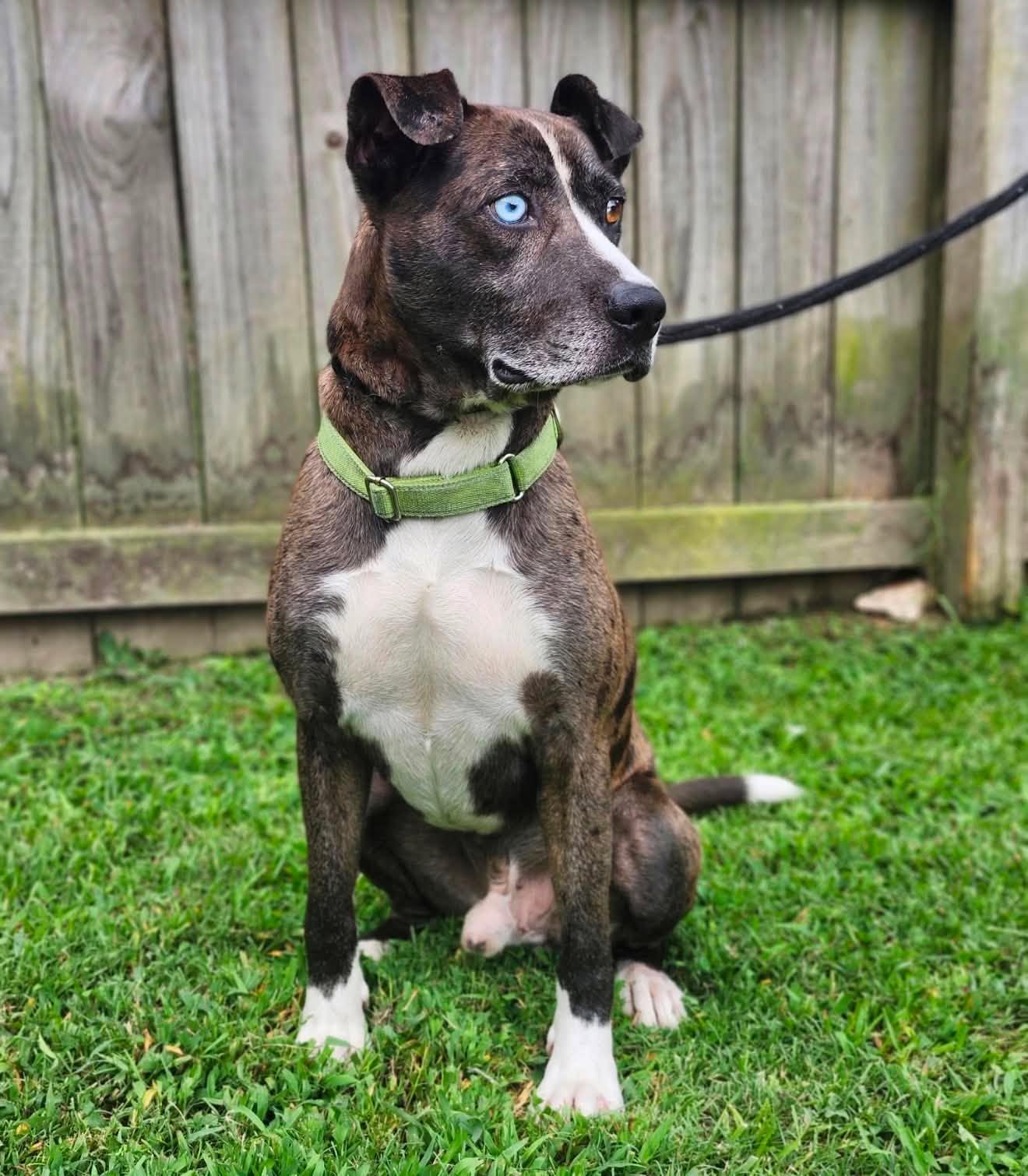 Luke, adopted, Adult Male Catahoula Leopard Dog.