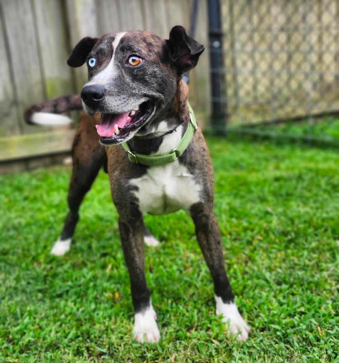 Enlarge Luke, an adopted mixed breed in Sheboygan, WI image 6/6