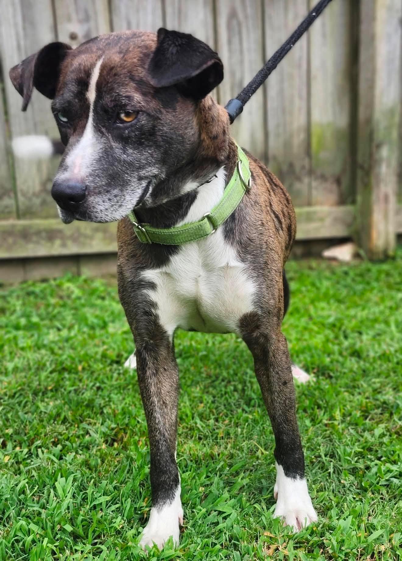 Enlarge Luke, an adopted mixed breed in Sheboygan, WI image 4/6