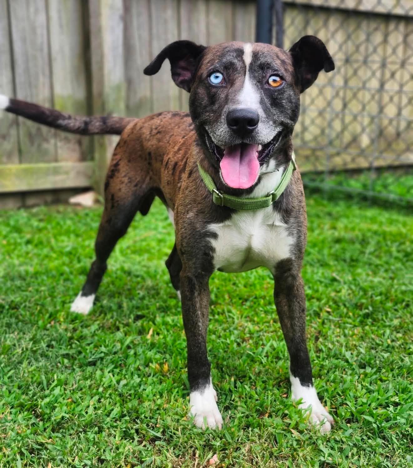 Enlarge Luke, an adopted mixed breed in Sheboygan, WI image 3/6
