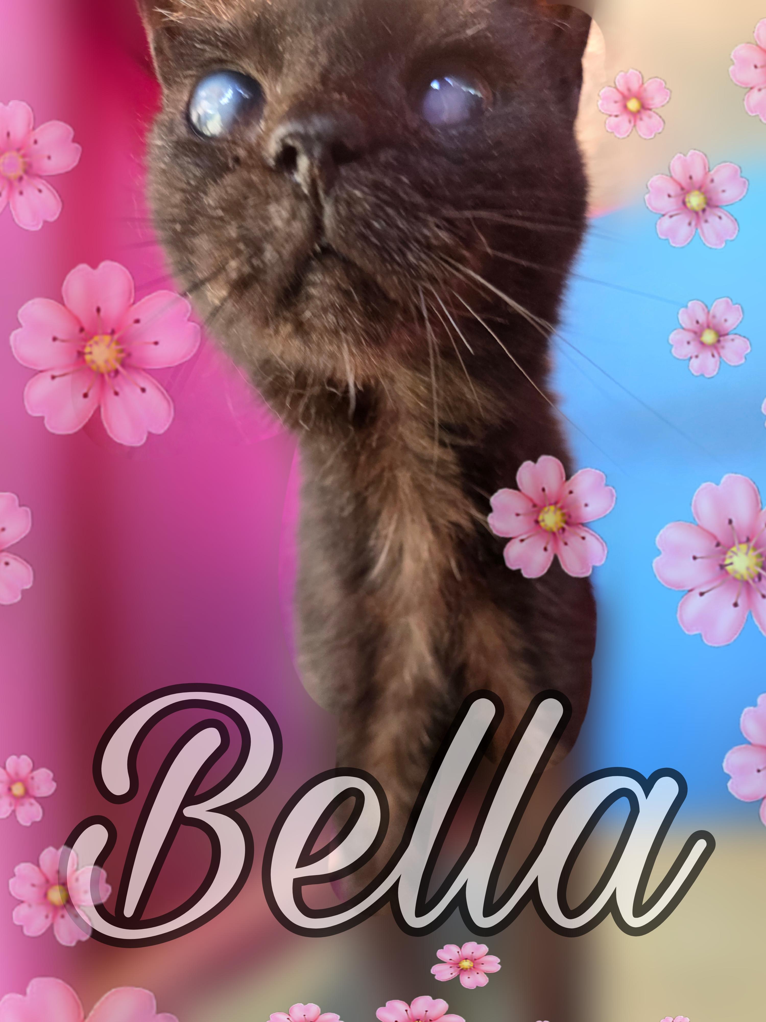 Enlarge Bella, a Adopted Domestic Short Hair in Silver Springs, FL image 1/1