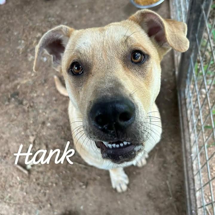 Hank, a Adoptable mixed breed in Buchanan Dam, TX image 1/2