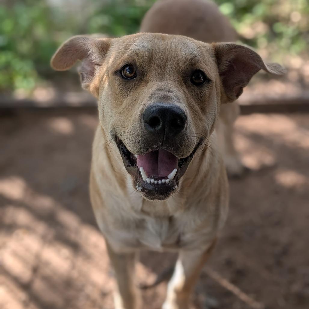 Hank, a Adoptable mixed breed in Buchanan Dam, TX image 2/2