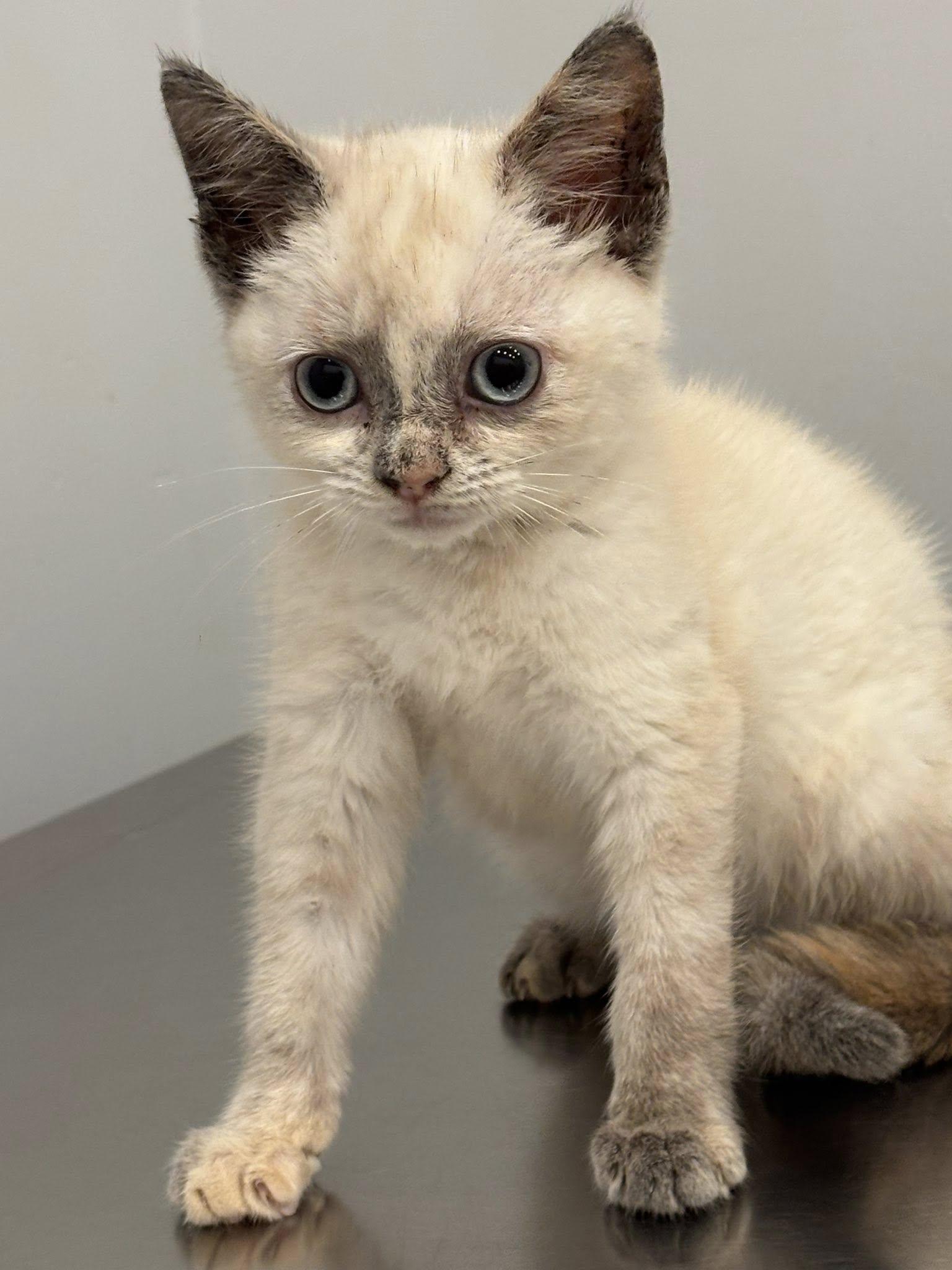 Enlarge Lola, a Adopted mixed breed in Monticello, MS image 1/2