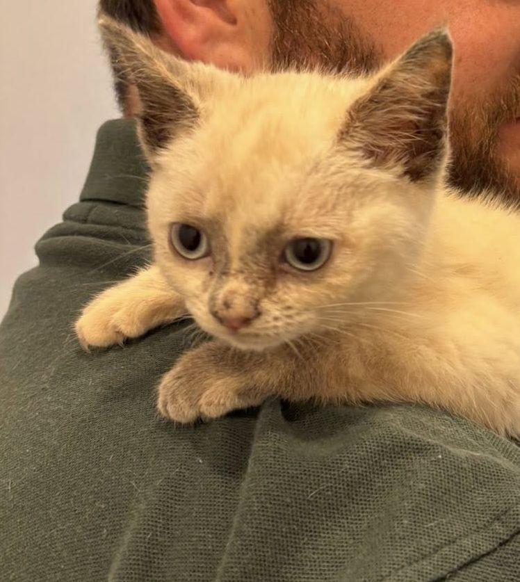 Enlarge Lola, a Adopted mixed breed in Monticello, MS image 2/2