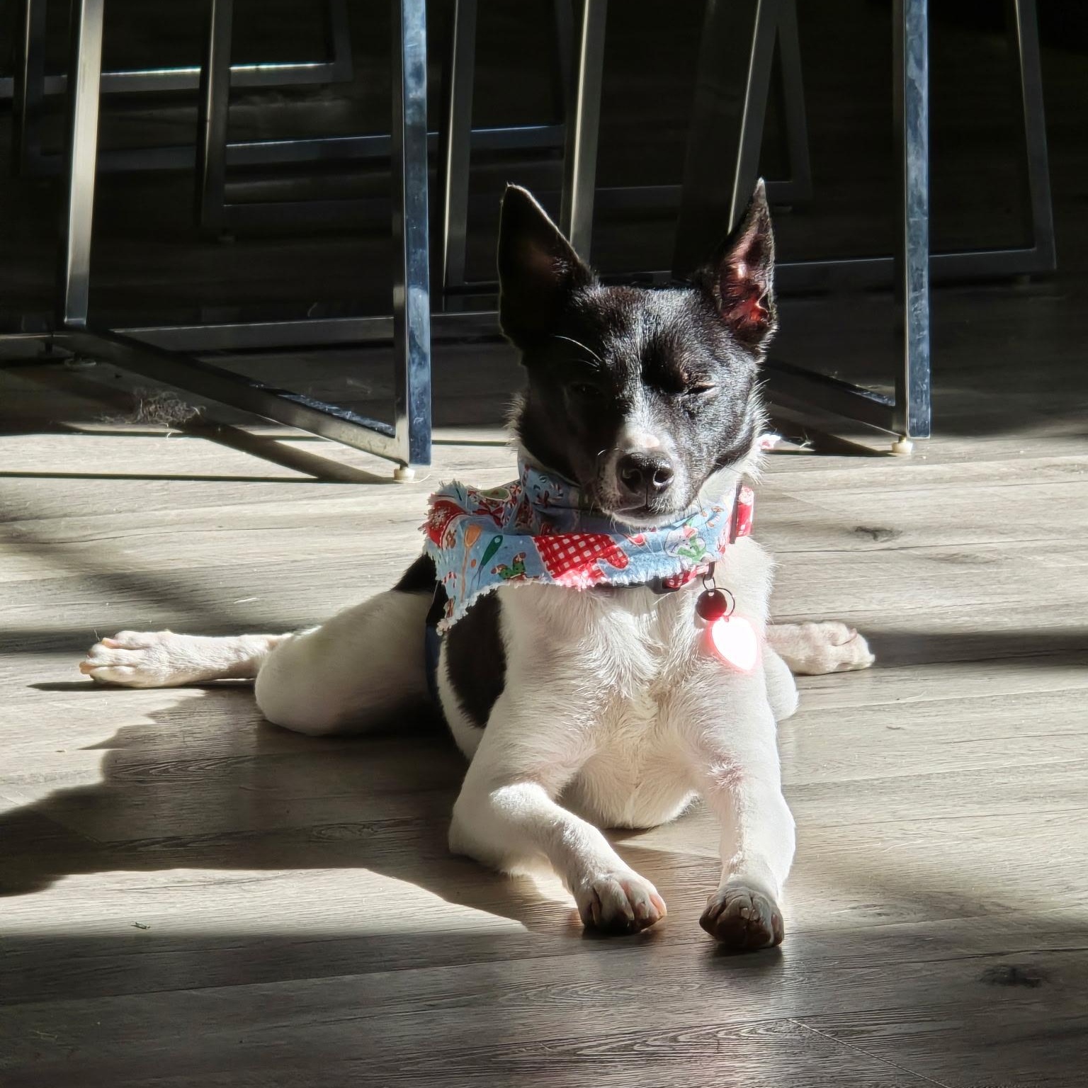 Enlarge Jake - Adorable brother of Spot & Oreo, a ADOPTABLE mixed breed in Buford, GA image 3/6