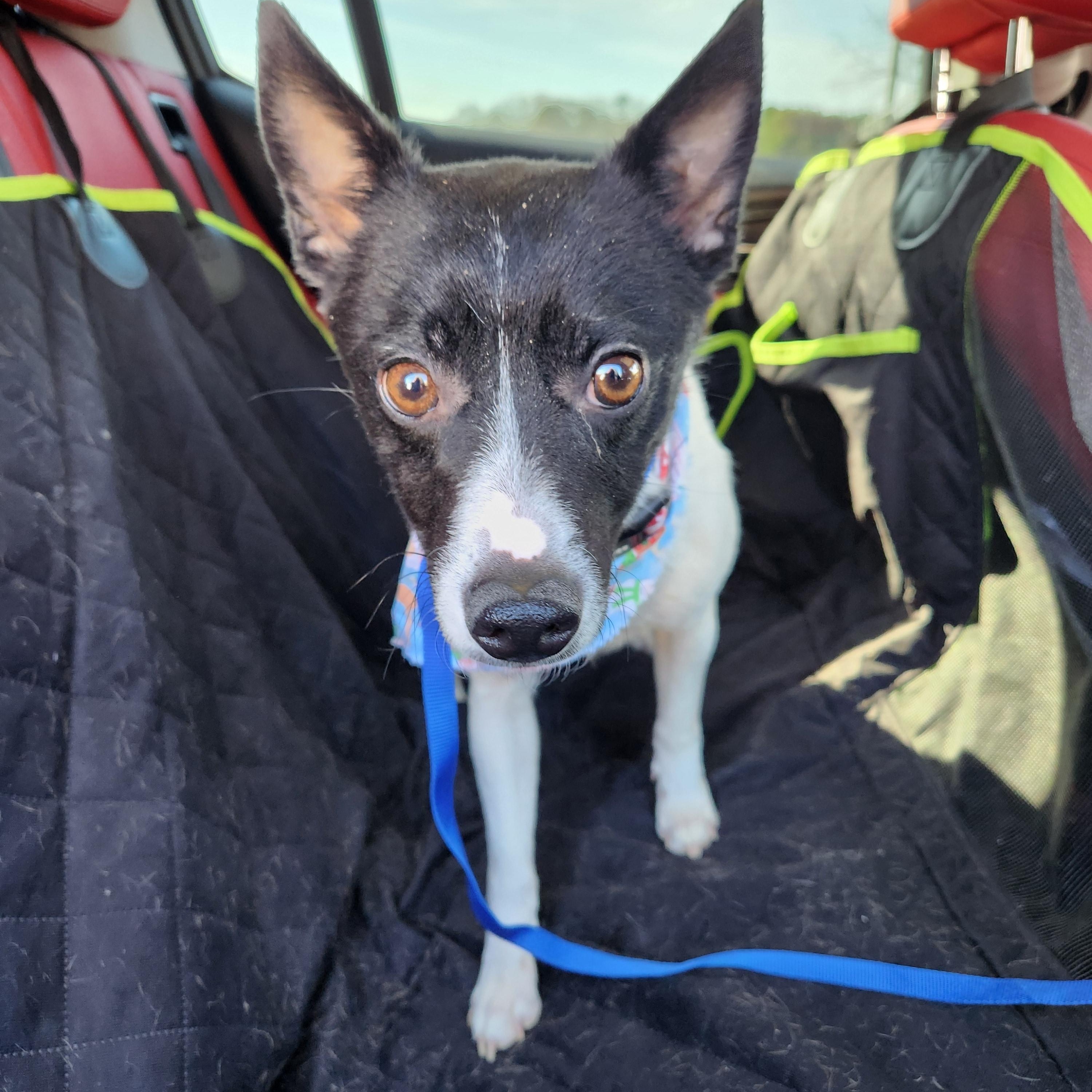 Enlarge Jake - Adorable brother of Spot & Oreo, a ADOPTABLE mixed breed in Buford, GA image 6/6