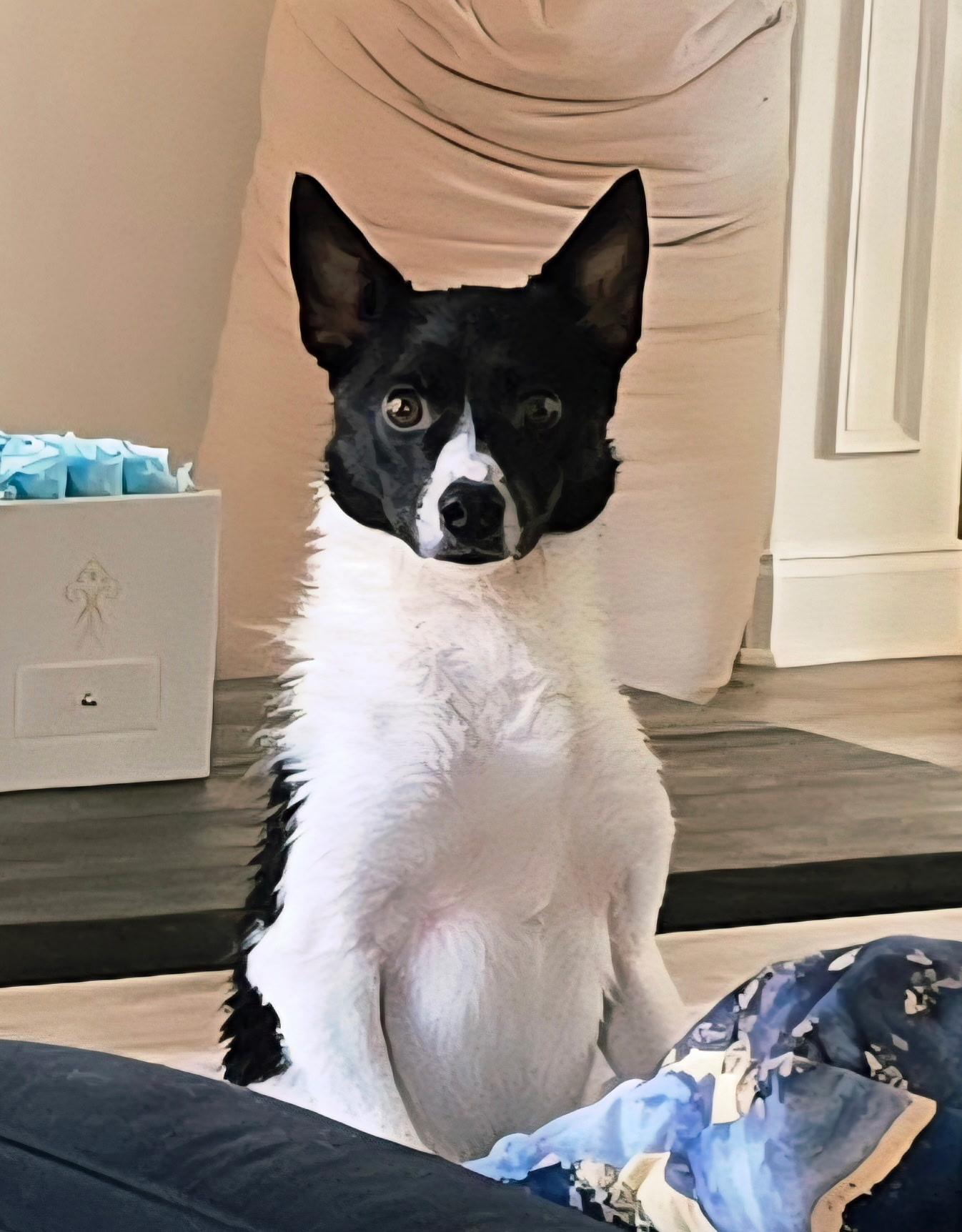 Enlarge Jake - Adorable brother of Spot & Oreo, a ADOPTABLE mixed breed in Buford, GA image 1/6