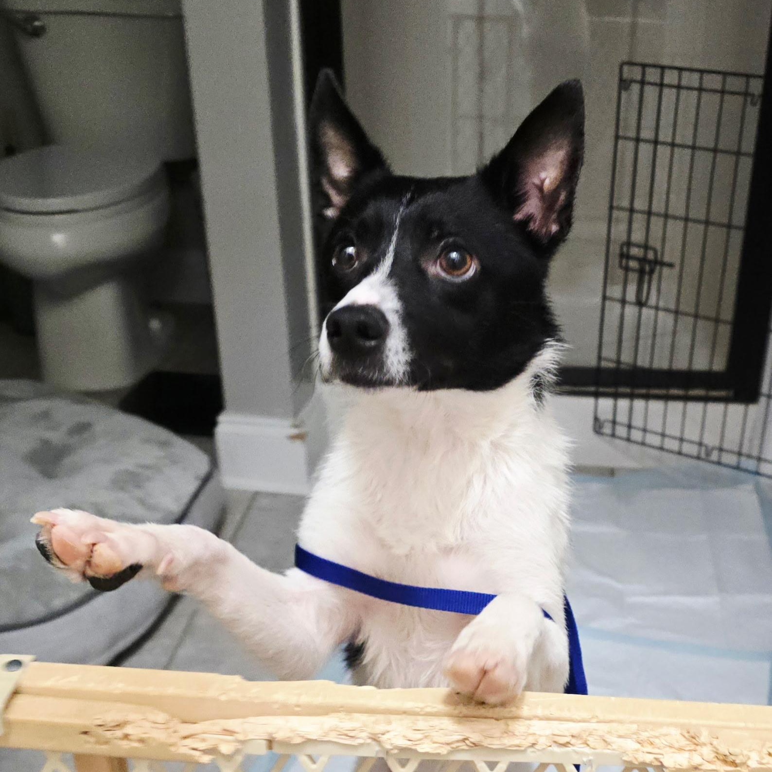 Enlarge Jake - Adorable brother of Spot & Oreo, a ADOPTABLE mixed breed in Buford, GA image 5/6