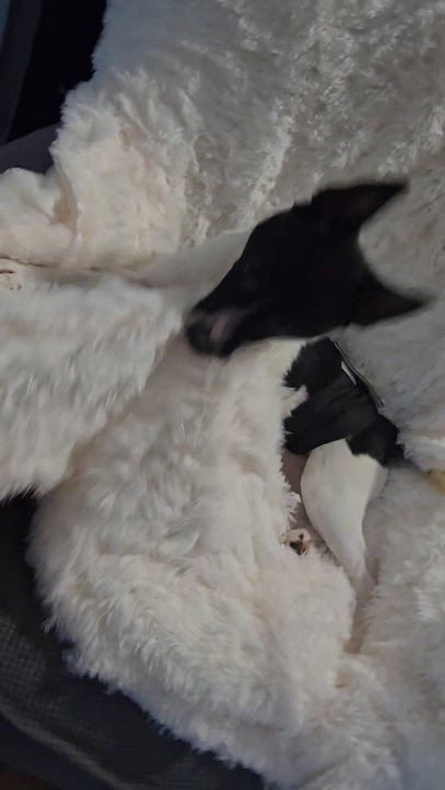 Enlarge Jake - Adorable brother of Spot & Oreo, a ADOPTABLE mixed breed in Buford, GA video 4/6