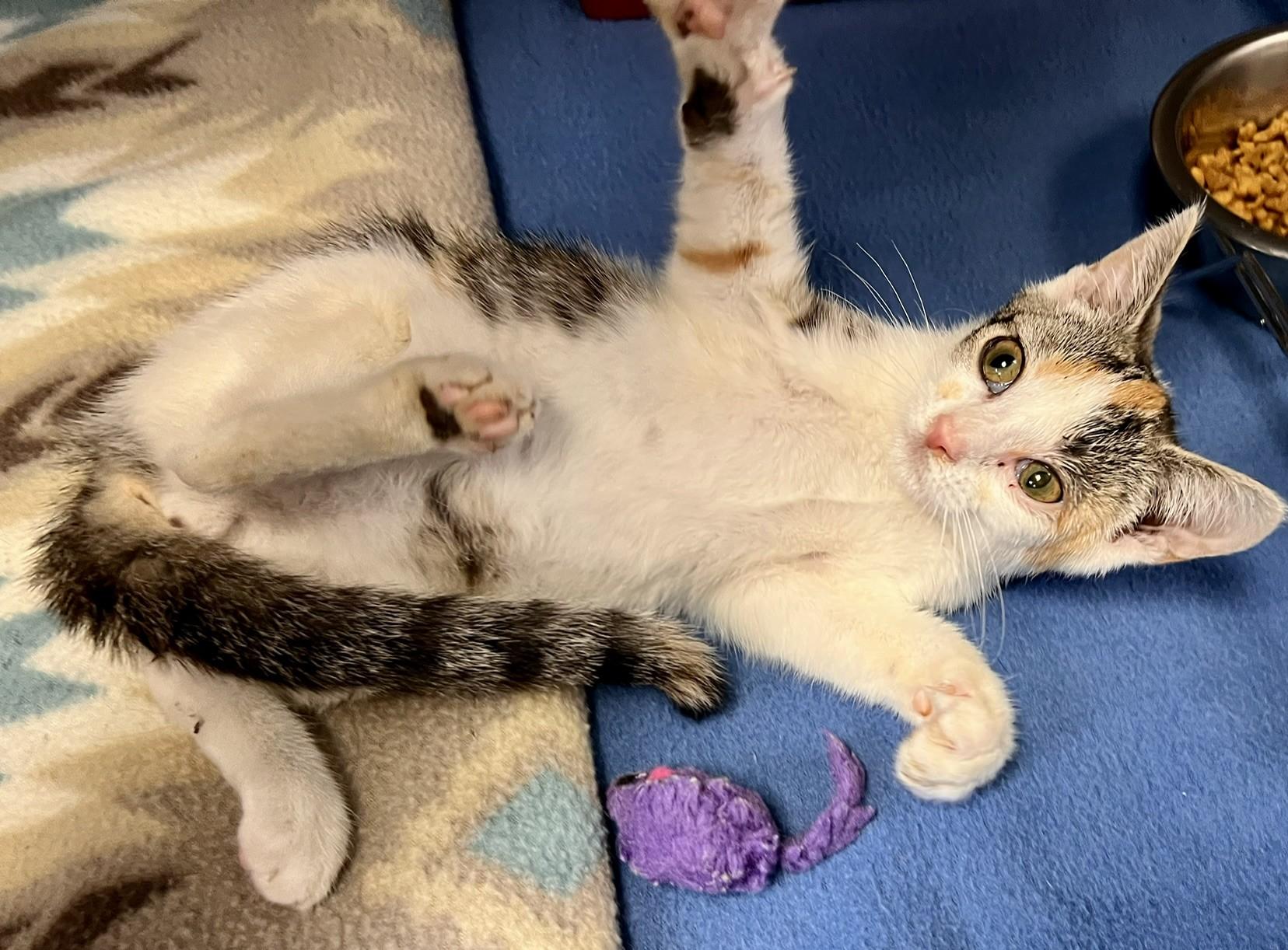 Poppy Seed, an adopted Domestic Short Hair in Edinburg, VA image 2/2