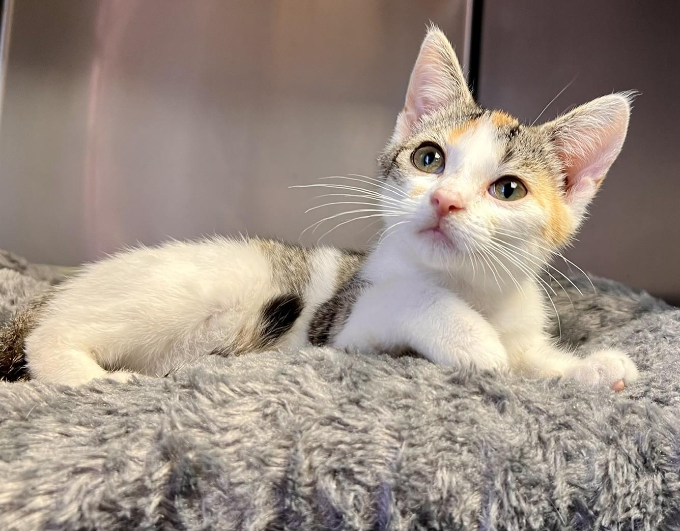 Poppy Seed, adopted, Young Female Domestic Short Hair.