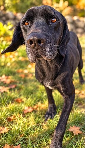 Enlarge Nino, a Adoptable mixed breed in Killingworth, CT image 5/6