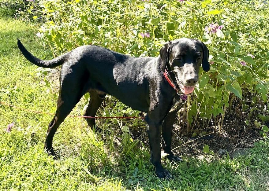 Nino, ADOPTABLE, Adult Male Black Labrador Retriever.