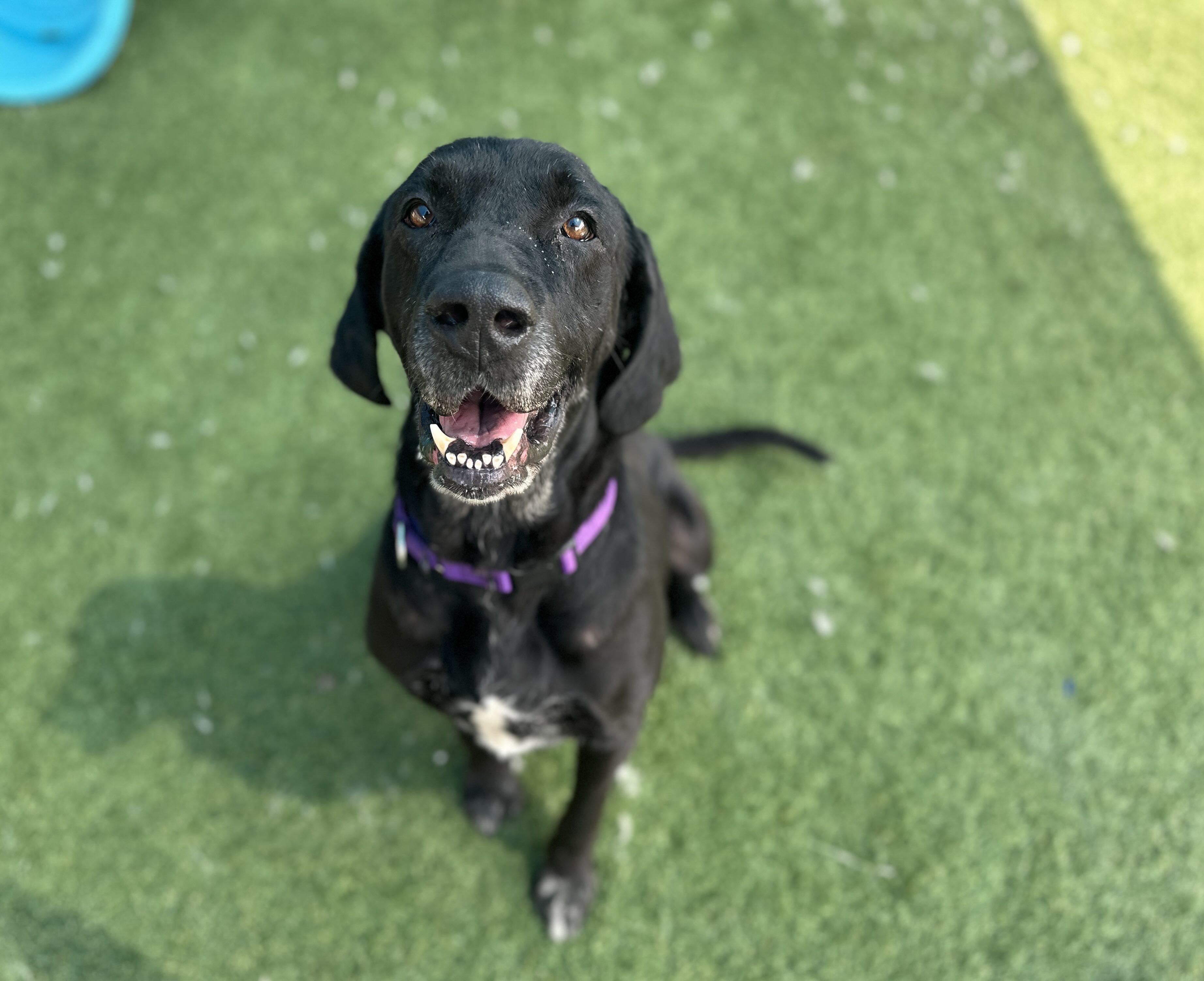 Enlarge Nino, a ADOPTABLE mixed breed in Killingworth, CT image 2/6