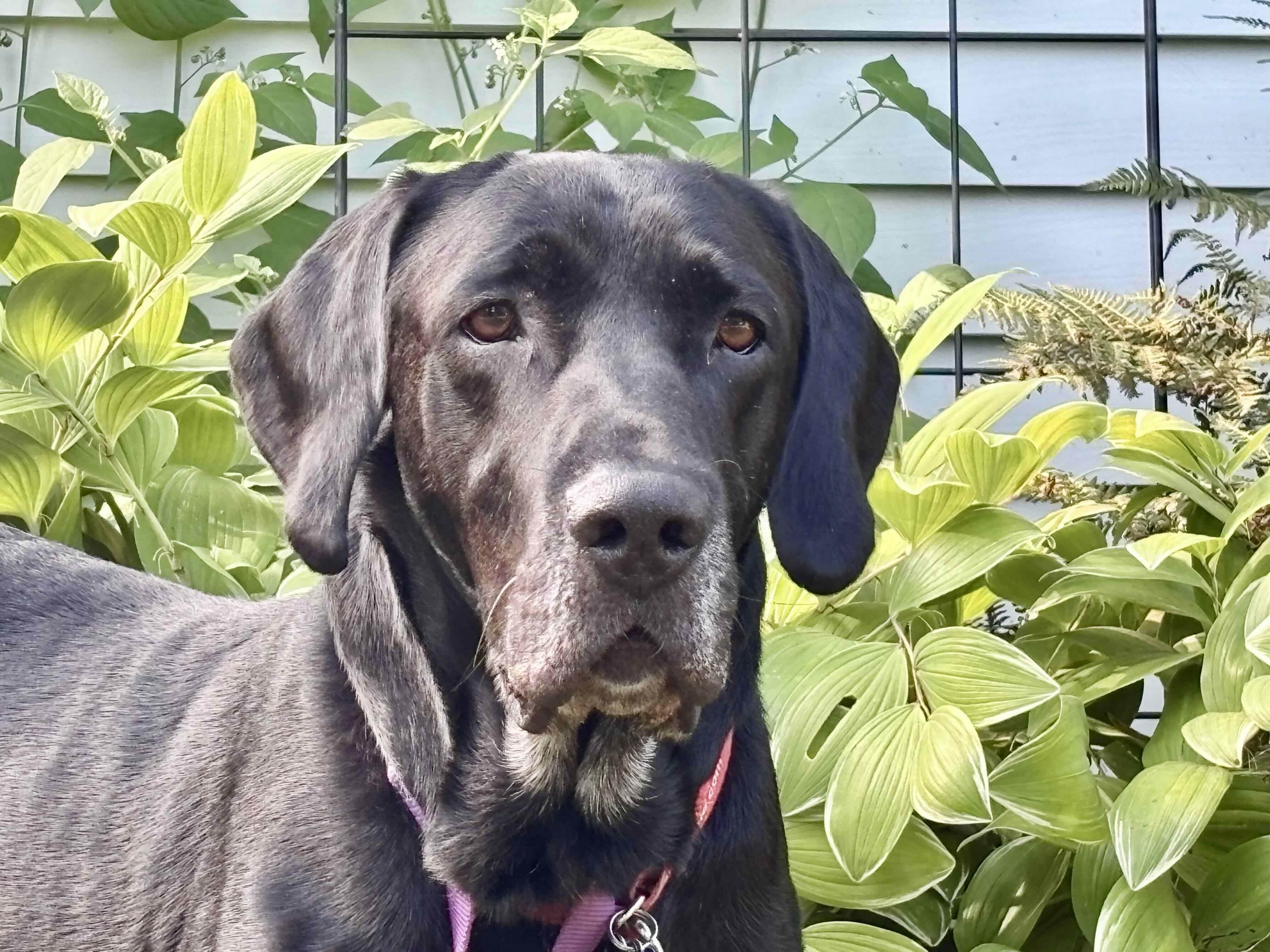 Nino, ADOPTABLE, Adult Male Black Labrador Retriever.
