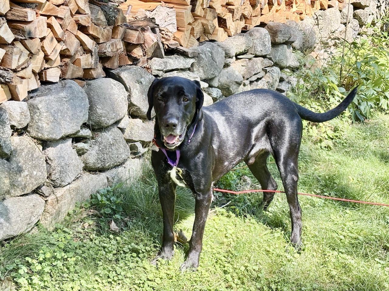 Enlarge Nino, a ADOPTABLE mixed breed in Killingworth, CT image 2/6