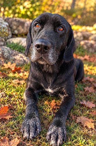 Enlarge Nino, a Adoptable mixed breed in Killingworth, CT image 3/6