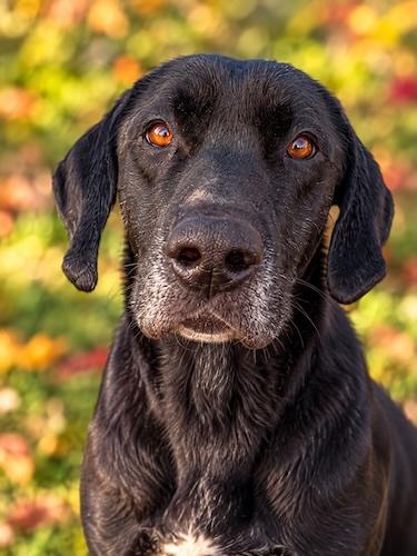 Enlarge Nino, a Adoptable mixed breed in Killingworth, CT image 2/6