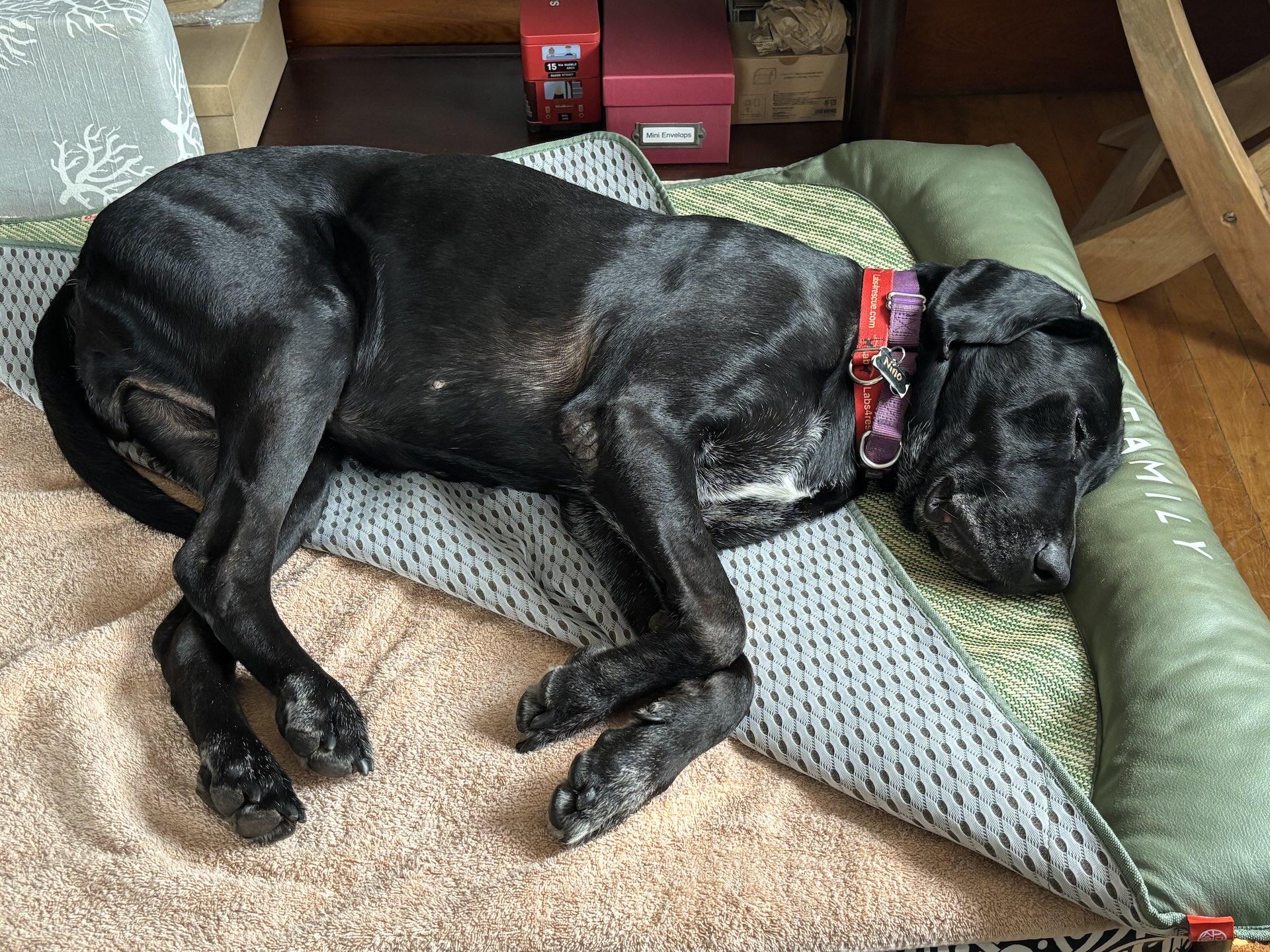 Enlarge Nino, a ADOPTABLE mixed breed in Killingworth, CT image 3/6