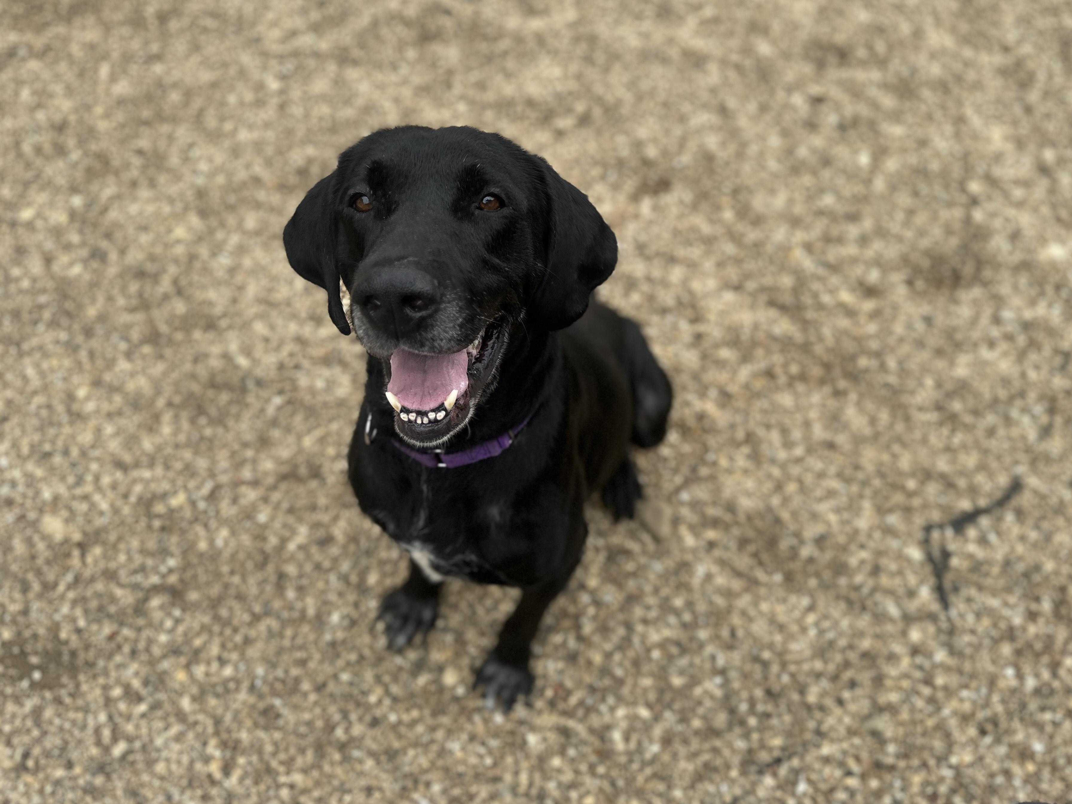 Nino, a ADOPTABLE mixed breed in Killingworth, CT image 4/6